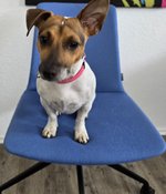 Jack Russell Terrier auf Stuhl